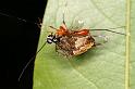 Araneus_eburnus_D7713_Z_89_The Gap_Australie